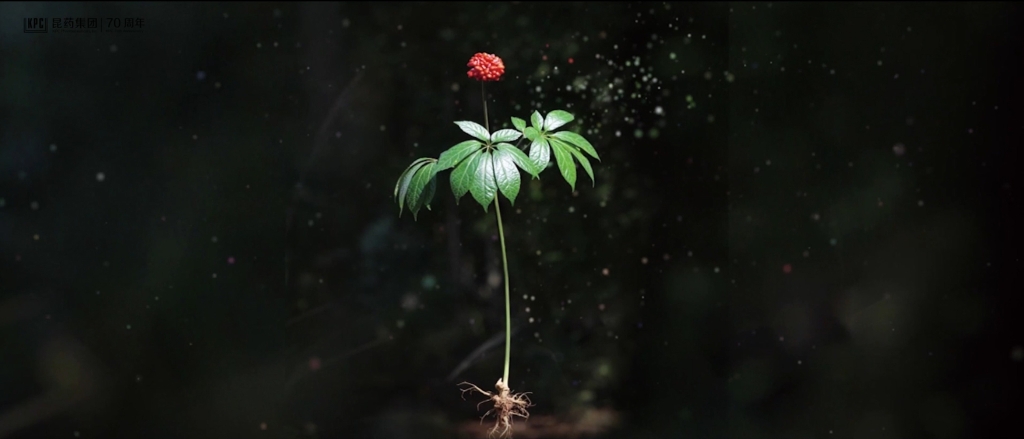 听，三七在说话